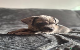 Cane Corso dogs for sale: Beautiful Cane corso Pups  - Image 3