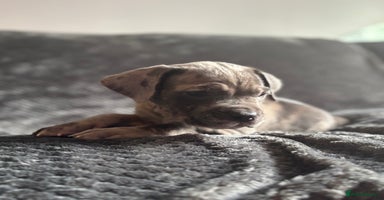 Cane Corso dogs - Advert 14