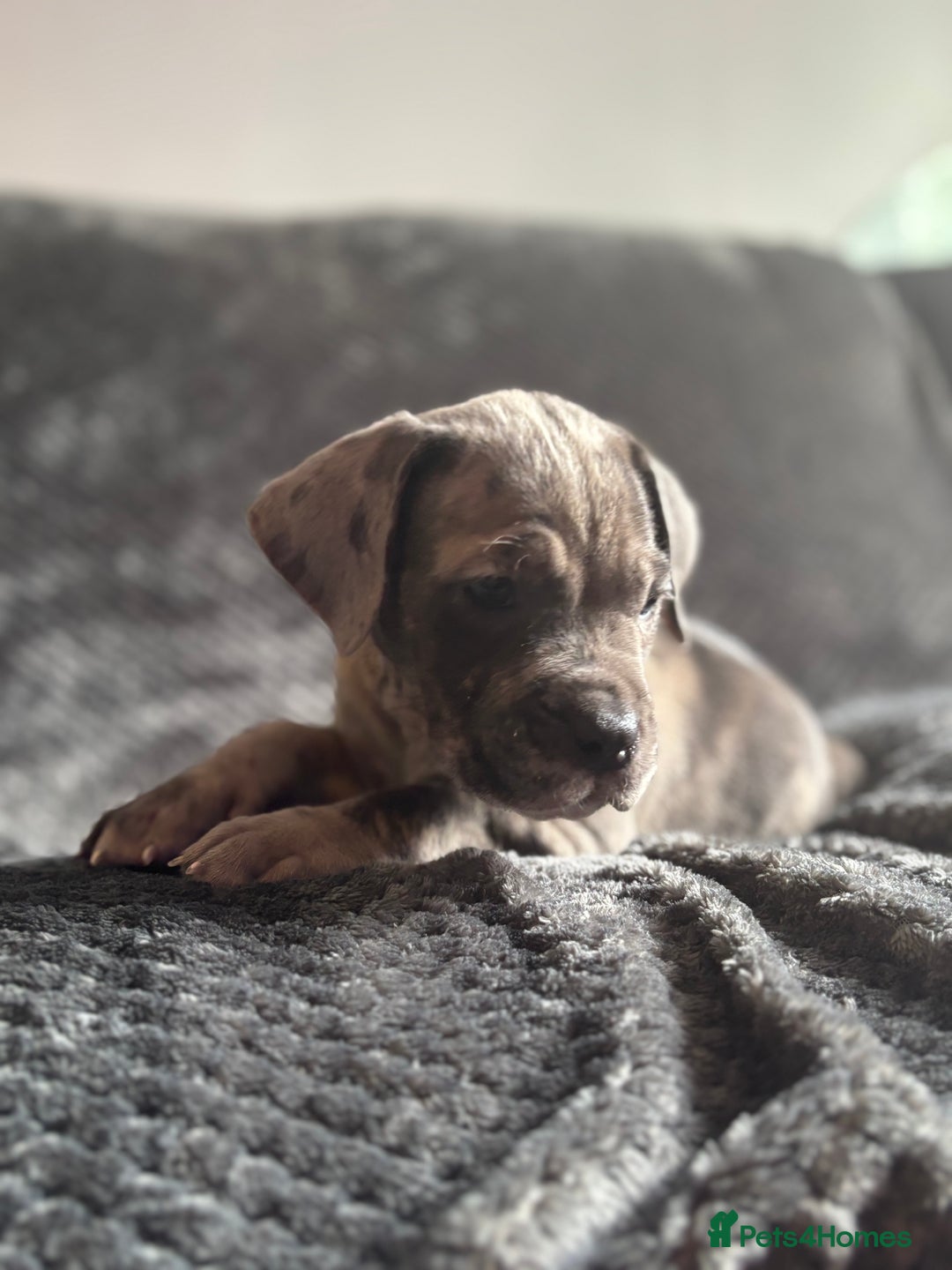 Cane Corso dogs for sale: Beautiful Cane corso Pups  - Image 3