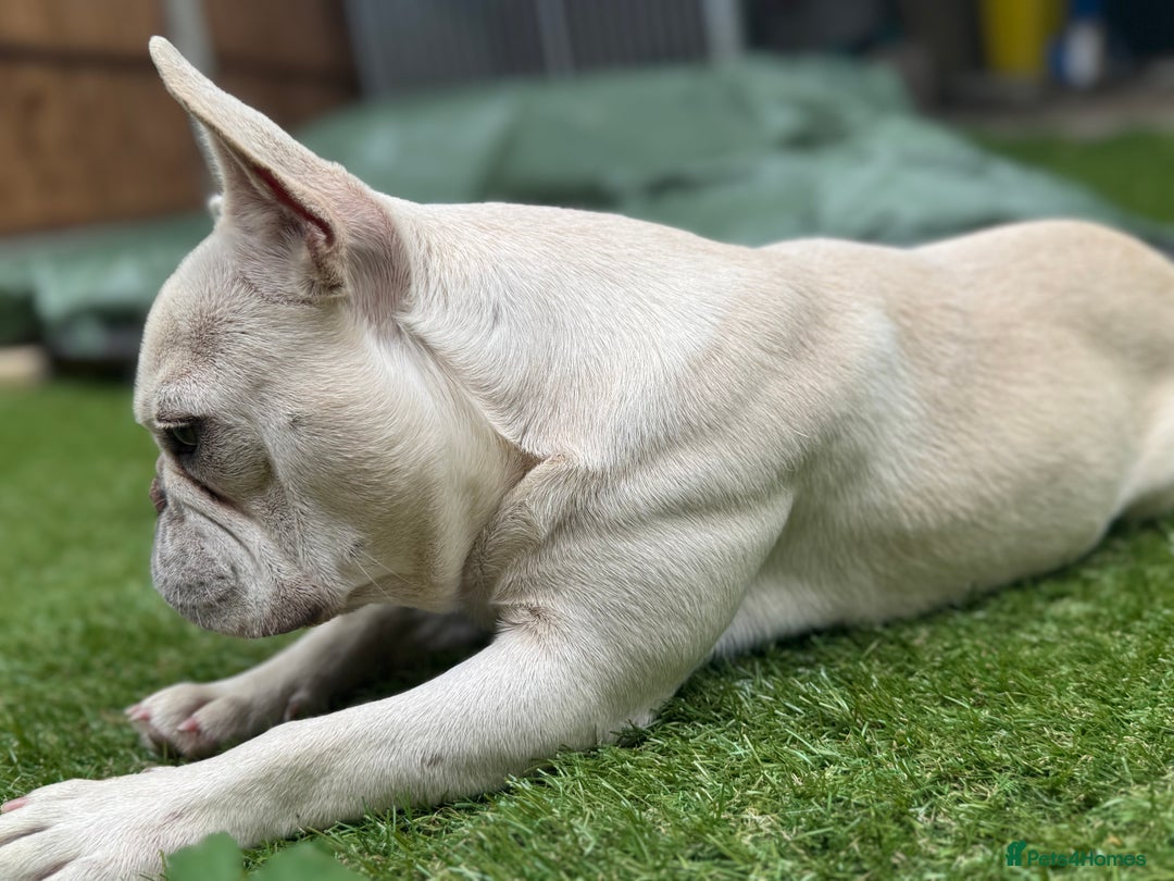 French Bulldog dogs for sale: French bulldog platinum female in Romford - Image 9