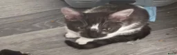 Mixed Breed cats for sale: Cats for rehome. Read add before replying.  in Aberdeen - Advert 5