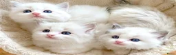 Ragdoll cats for sale: READY NOW ***** INDOOR PEDIGREE RAGDOLL KITTENS - Advert 19