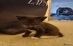 Mixed Breed cats for sale: 5 kittens available on Oct 2nd-9th - Image 2