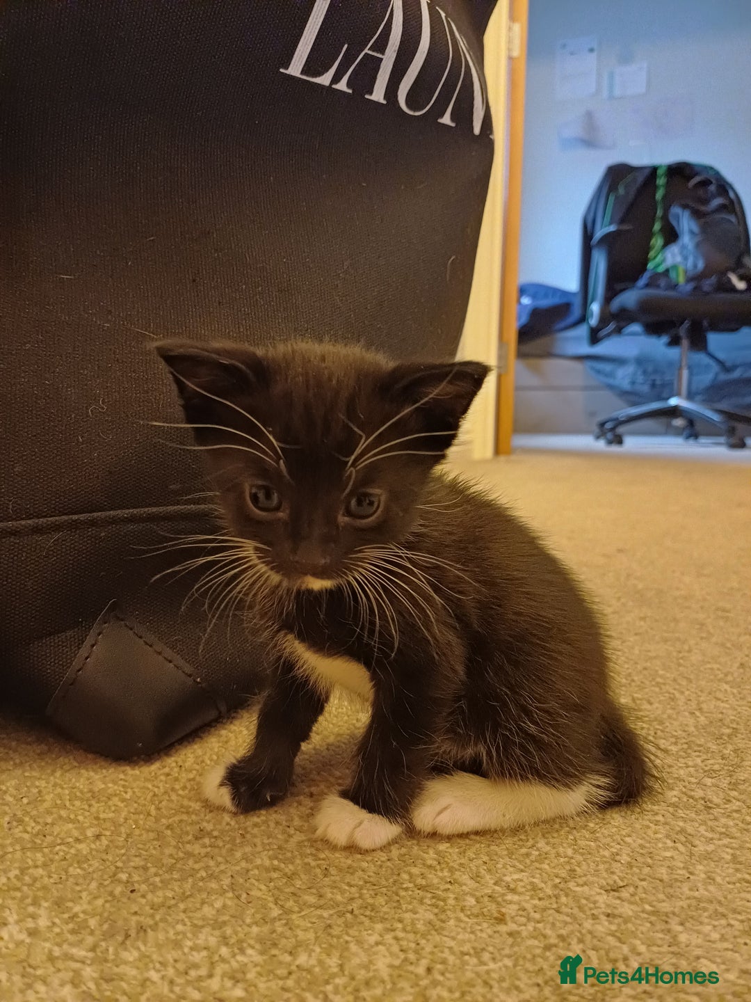 Mixed Breed cats for sale: 5 kittens available on Oct 2nd-9th - Image 2