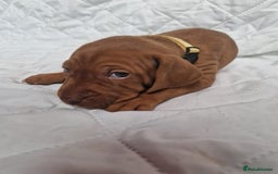 Hungarian Vizsla dogs for sale: daisy has given birth to 8 beautiful puppies  - Advert 7