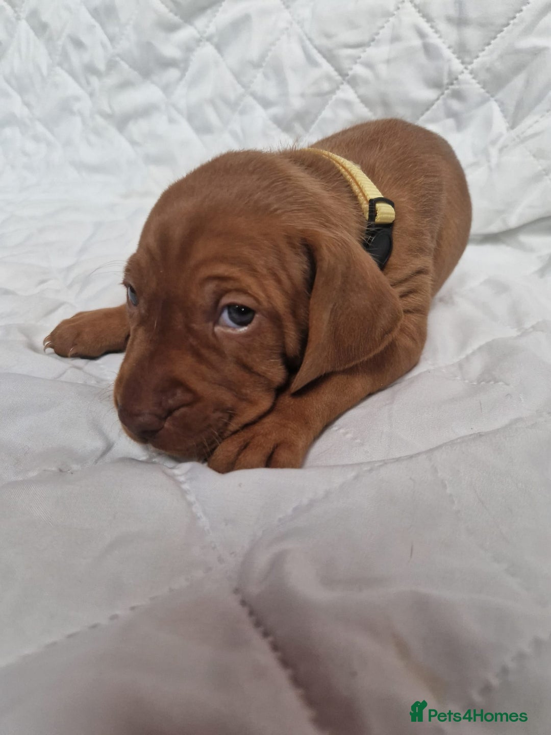 Hungarian Vizsla dogs for sale: daisy has given birth to 8 beautiful puppies  - Advert 7