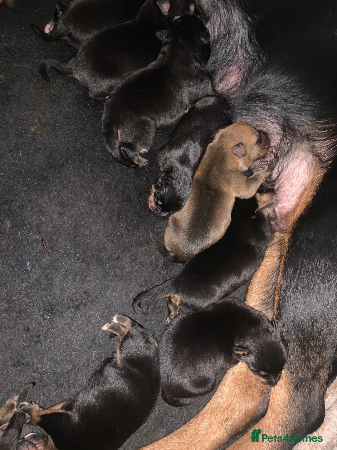 Mixed Breed dogs for sale: Rottweiler x American bull staffie - Advert 4