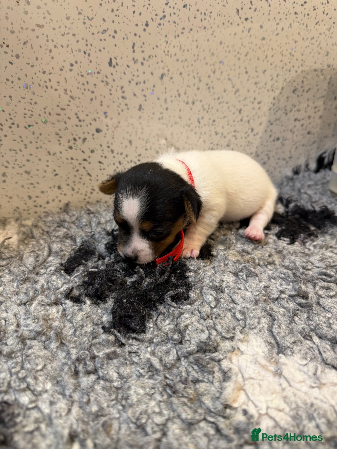 Jack Russell dogs for sale: Jack Russell puppies  - Image 11