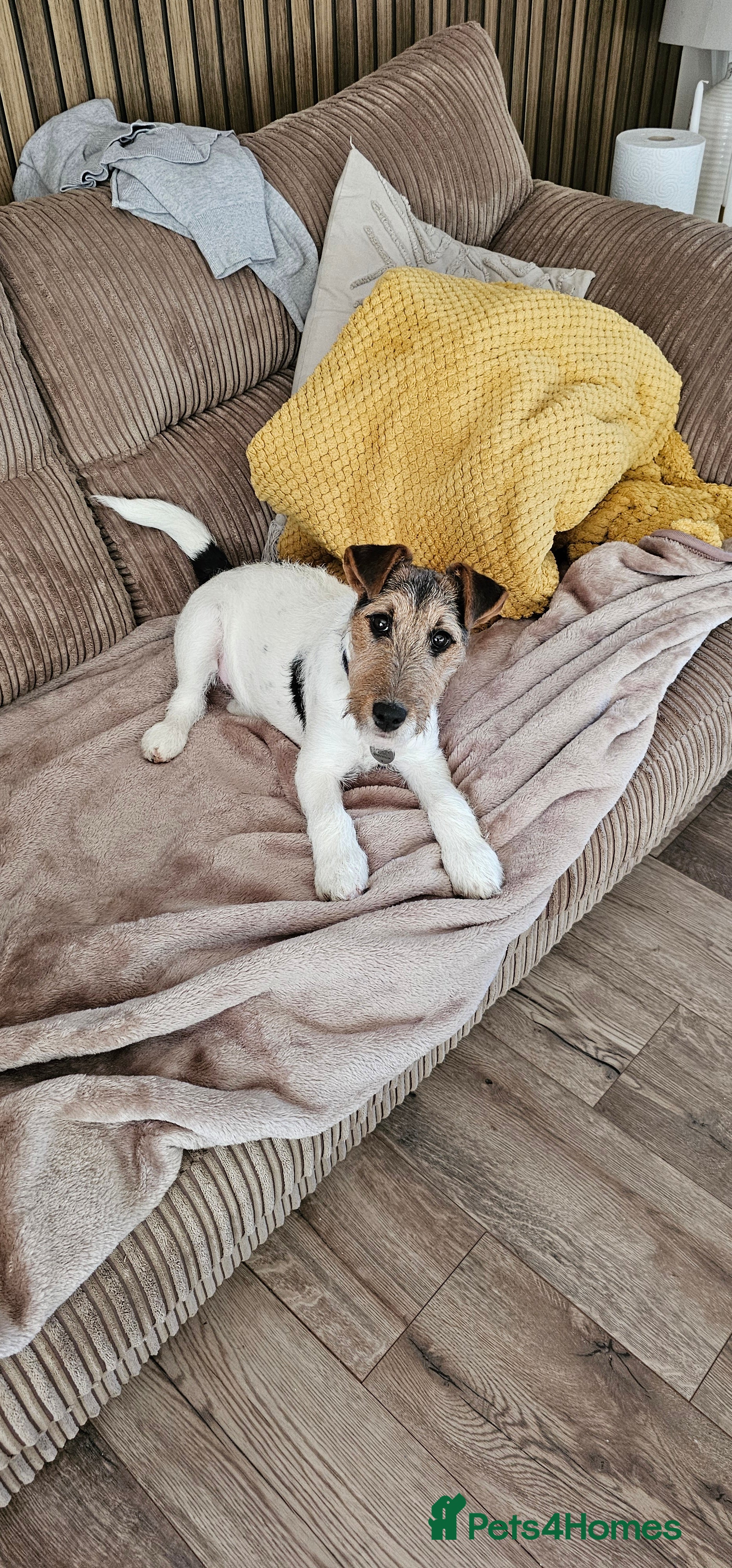 Mixed Breed dogs 6 Month Jack Russel needs good home - Advert 2