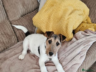 Mixed Breed dogs 6 Month Jack Russel needs good home - Advert 6