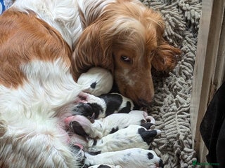 Mixed Breed dogs - Advert 18