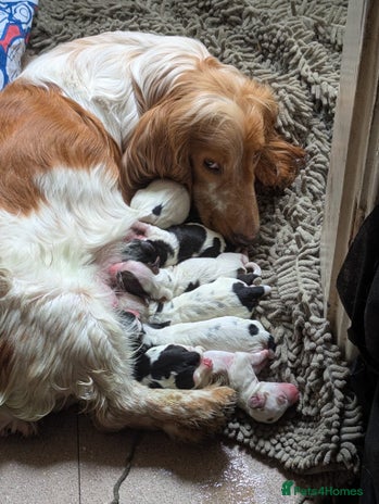 Mixed Breed dogs - Advert 15