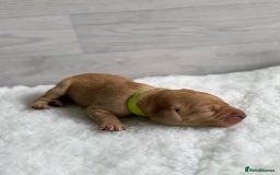 Labrador Retriever dogs for sale: Fox Red Lab Pups 🐶🩵 - Image 8