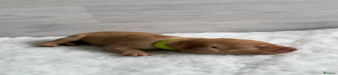 Labrador Retriever Puppy 4