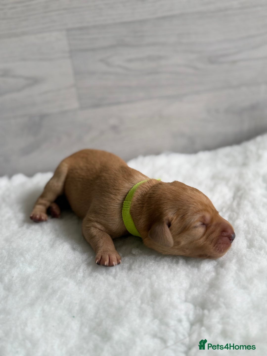 Labrador Retriever dogs for sale: Fox Red Lab Pups 🐶🩵 - Image 8