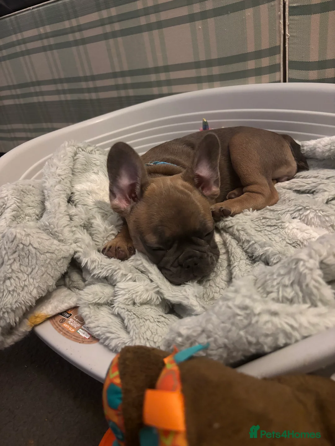 French Bulldog dogs for sale: French bulldog pups ready for forever homes.  - Advert 2