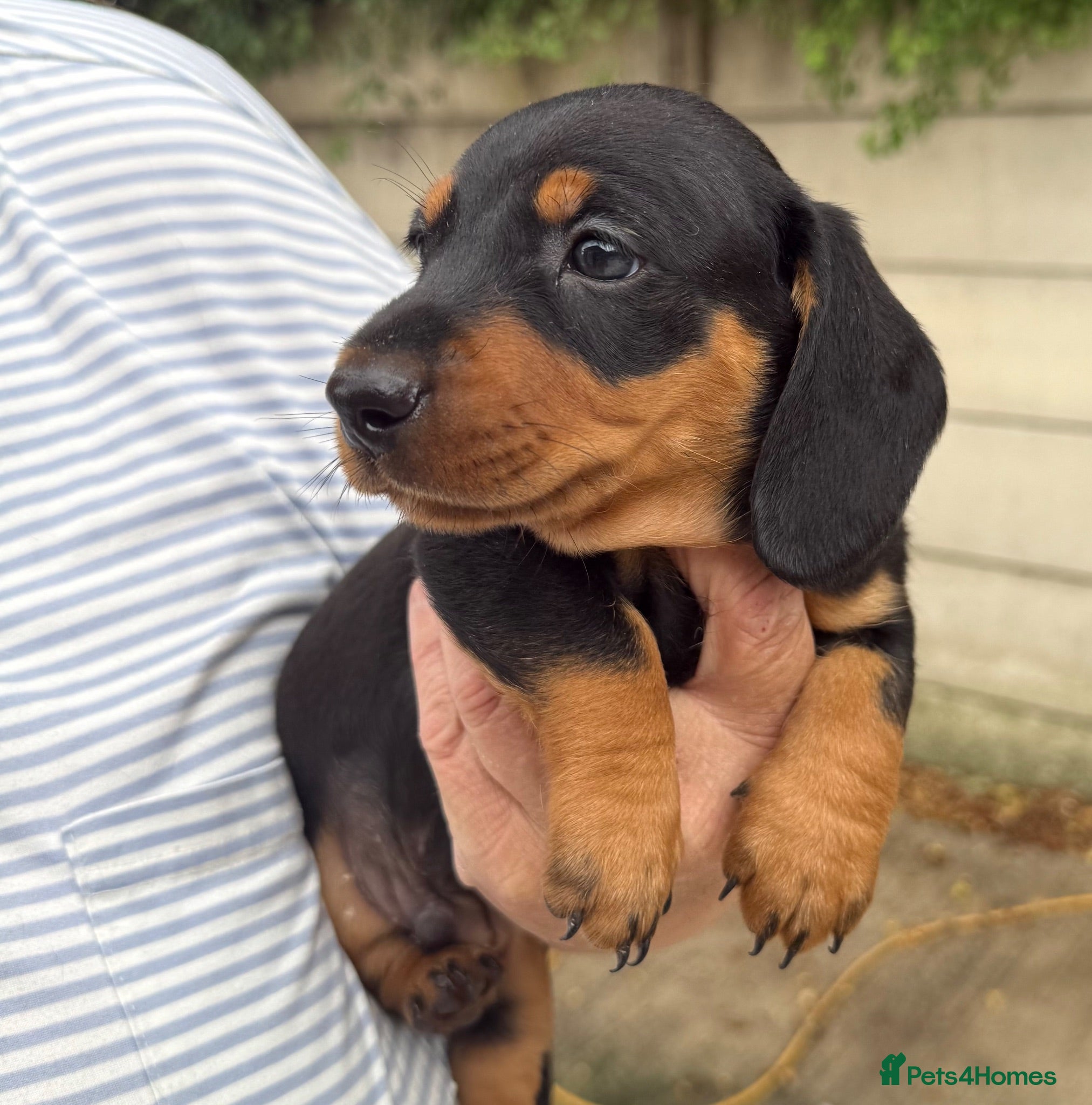 Dachshund dogs Last girl dachshund available - Advert 18