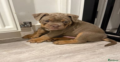 Old Tyme Bulldog dogs - Advert 12