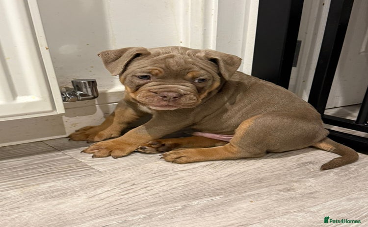 Old Tyme Bulldog dogs - Advert 1