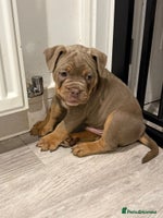 Old Tyme Bulldog dogs - Advert 1