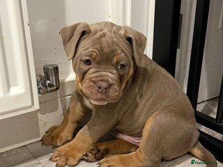 Old Tyme Bulldog dogs - Advert 1