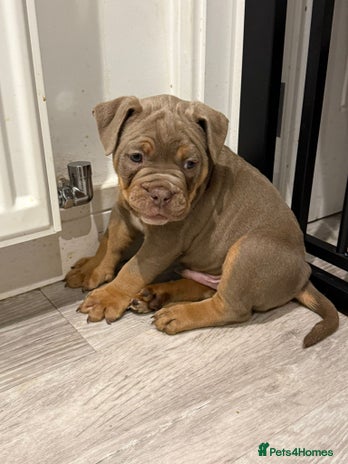 Old Tyme Bulldog dogs - Advert 1