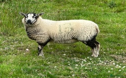 Sheep livestock for sale: Selection of ewe and ram lambs  - Image 2