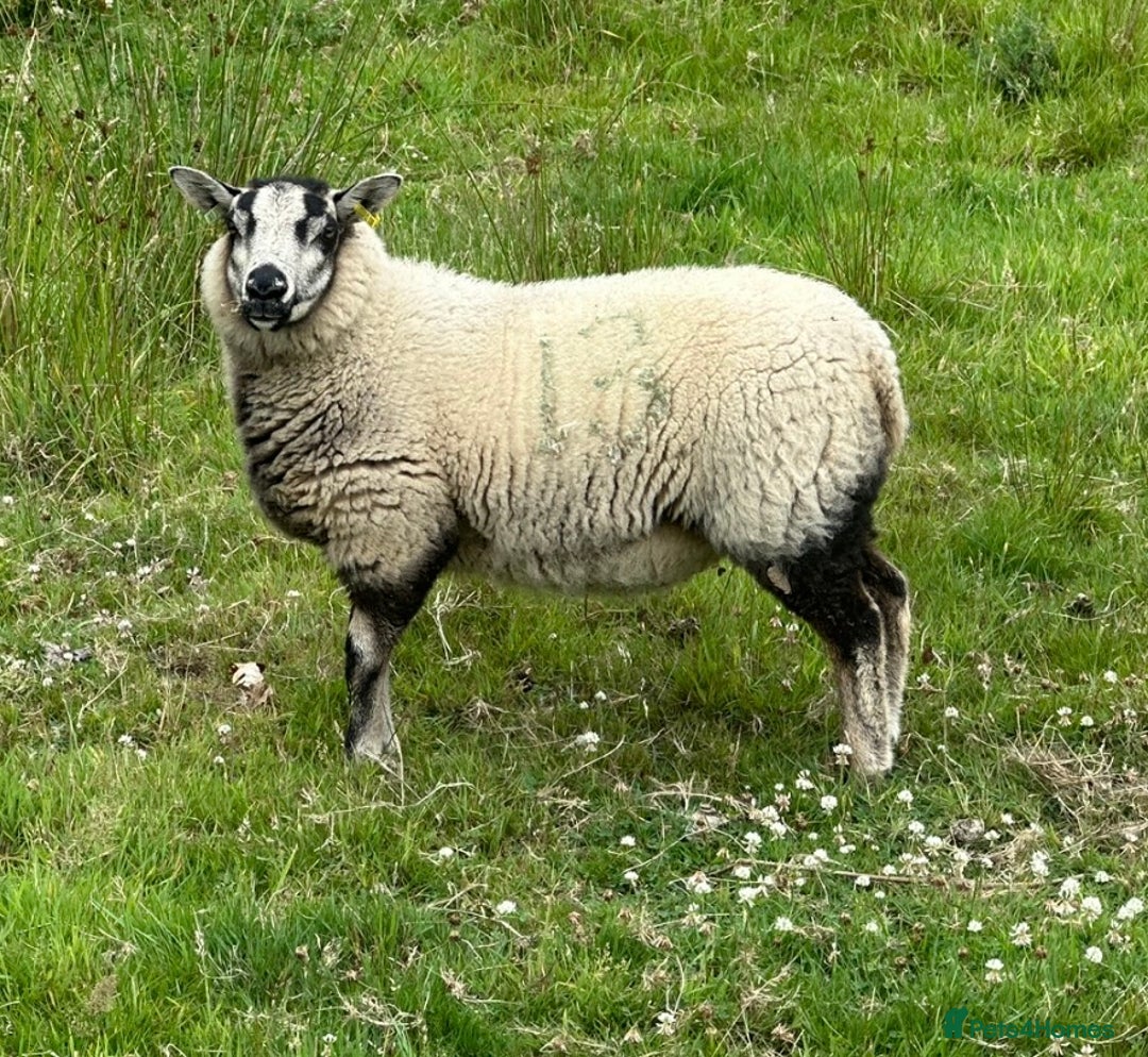 Sheep livestock for sale: Selection of ewe and ram lambs  - Image 2
