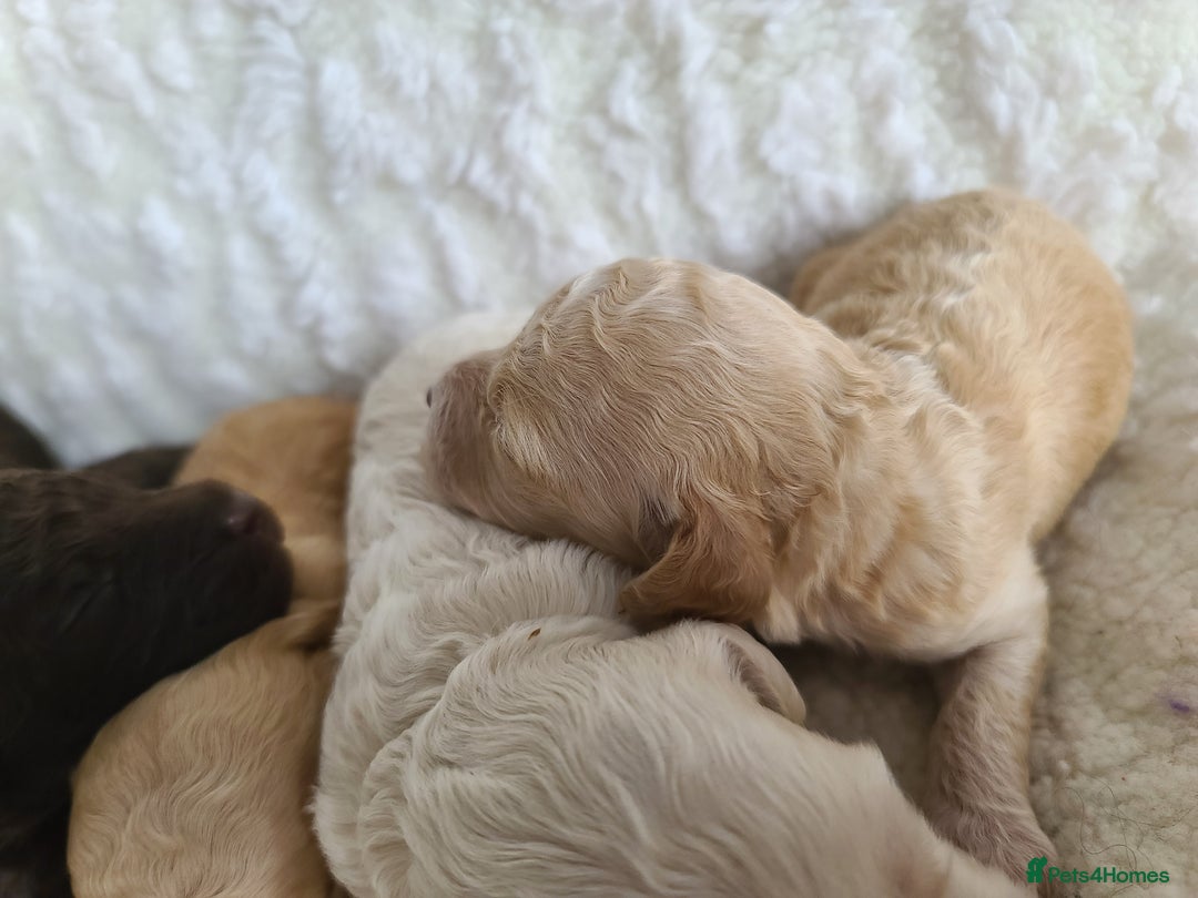Cockapoo dogs for sale: F1b Cockapoos. Boys & Girls. DNA HEALTH TESTED - Image 17
