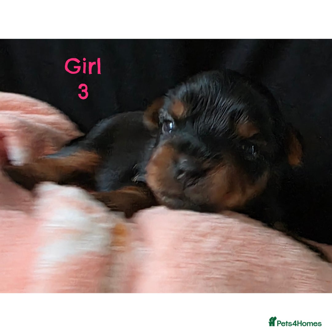 Yorkshire Terrier dogs for sale:  KC Yorkie Puppies🐶❤️ Sired by English Champion🏆 - Advert 5