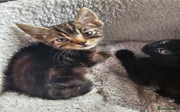 Mixed Breed cats for sale: Adorable kittens looking for their forever homes  - Image 15