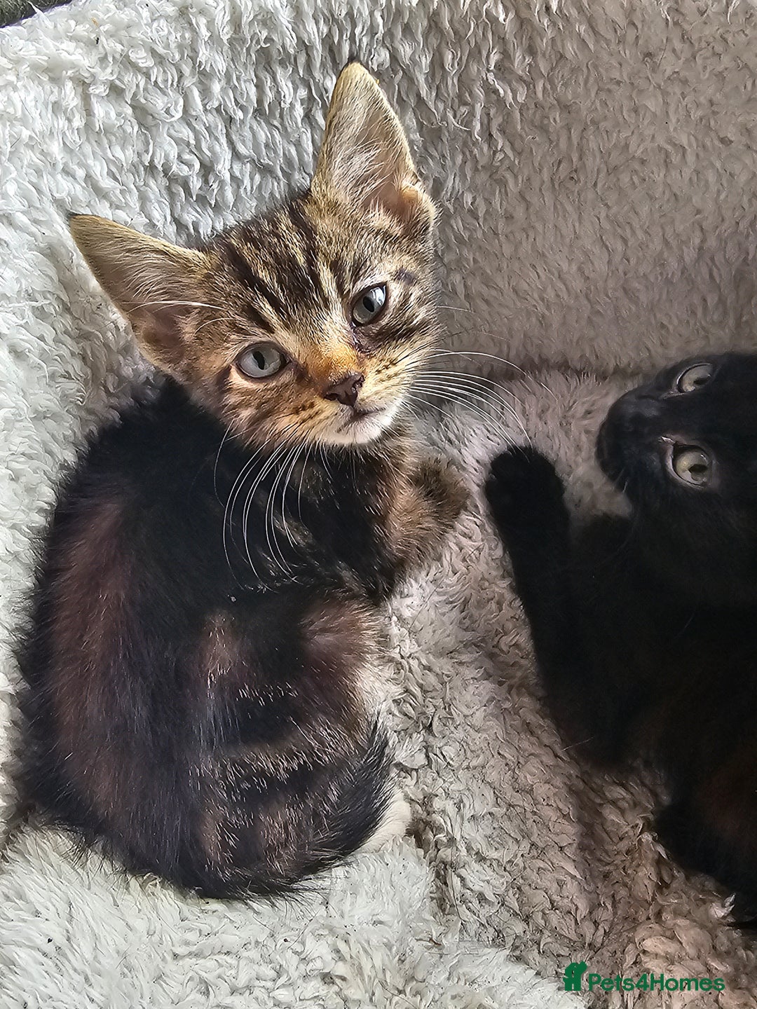 Mixed Breed cats for sale: Adorable kittens looking for their forever homes  - Image 15