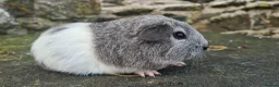 Guinea Pig rodents for sale: Male smooth haired guinea pigs - Advert 2