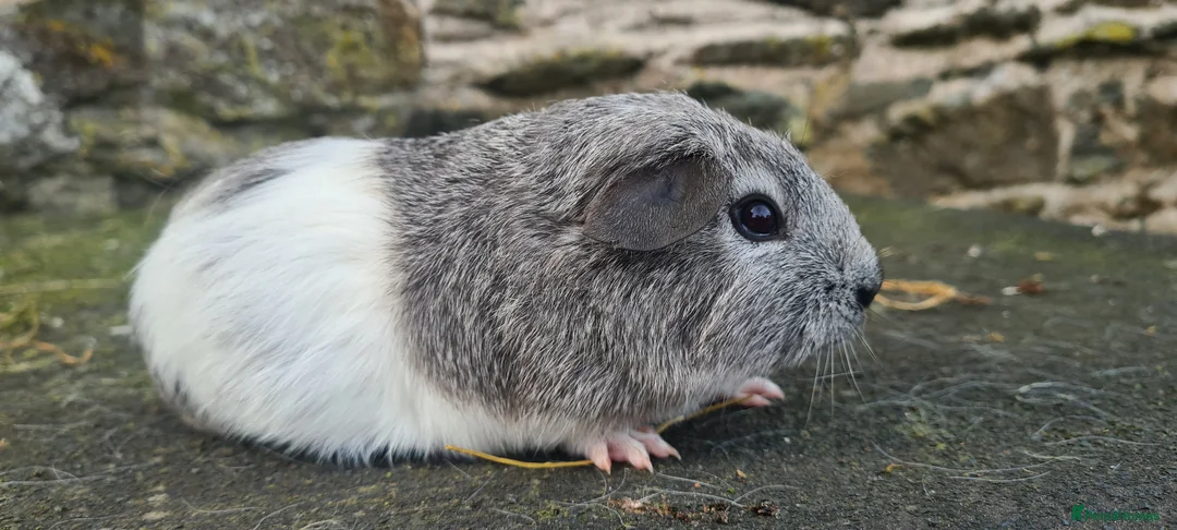 Guinea Pig rodents for sale: Male smooth haired guinea pigs - Advert 2