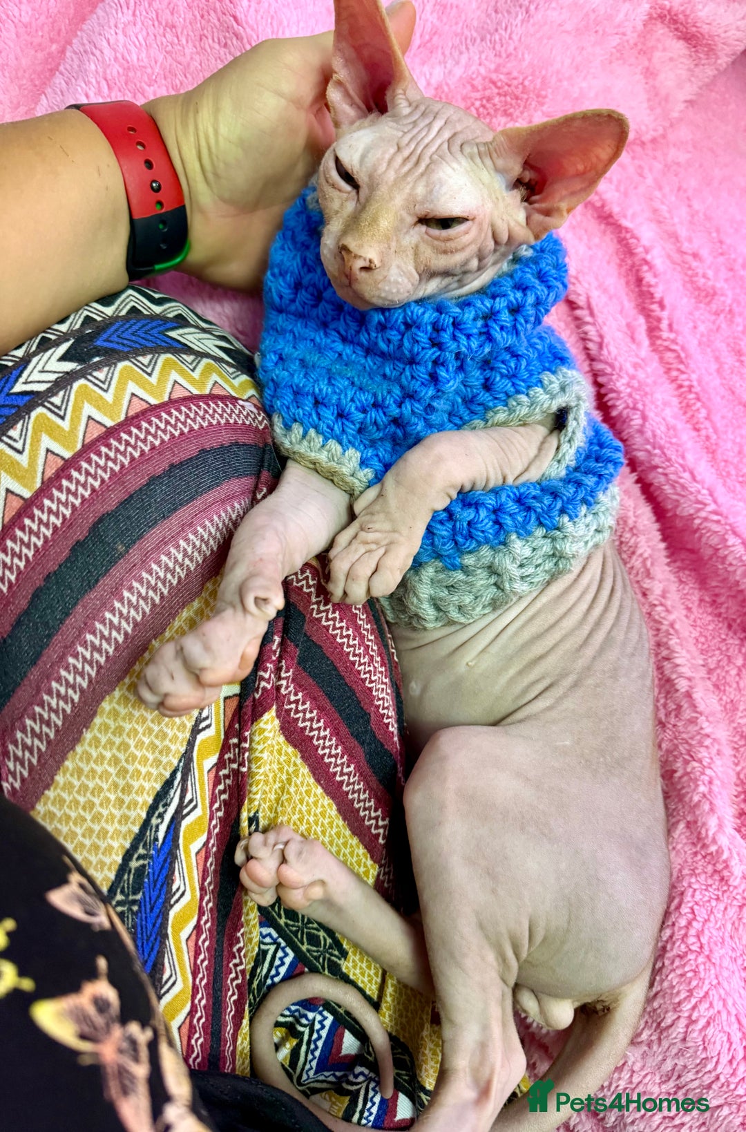 Sphynx cats for sale: 4 months baby Male sphynx - Advert 2