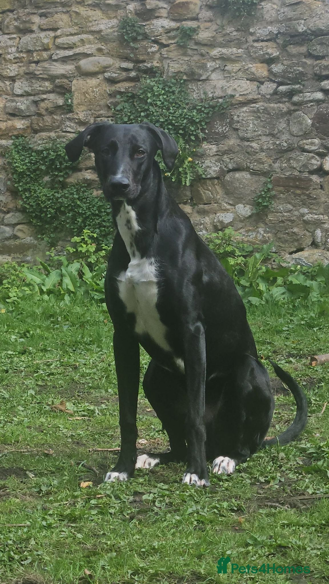 Mixed Breed dogs LOVING HOME WANTED LURCHER X  - Advert 3