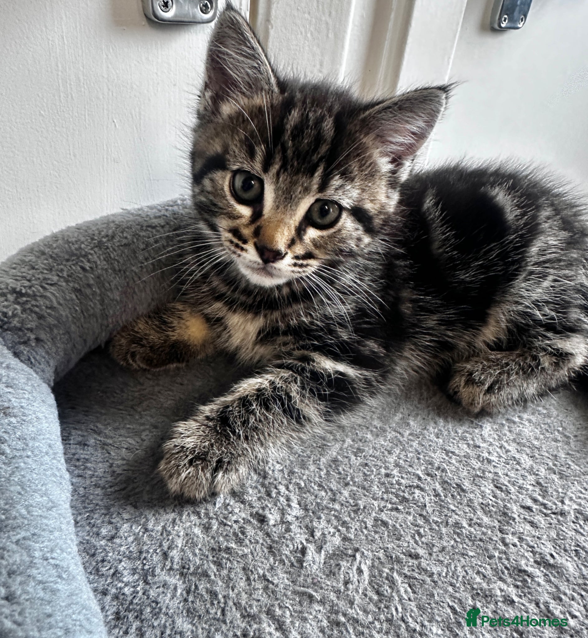 Mixed Breed cats 4 kittens  - Advert 13