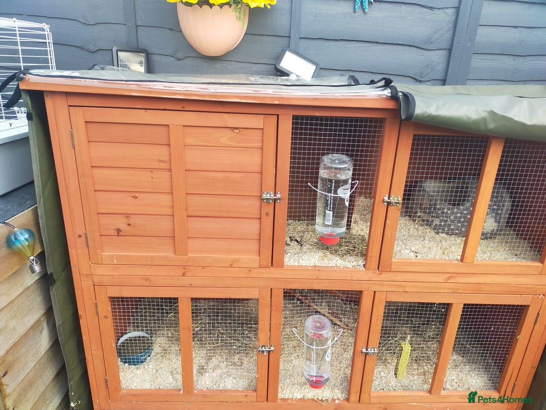Guinea Pig rodents for sale: Pair of Guinea Pigs - Image 6