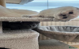 Scottish Fold cats for sale: Kittens for sale  - Image 12