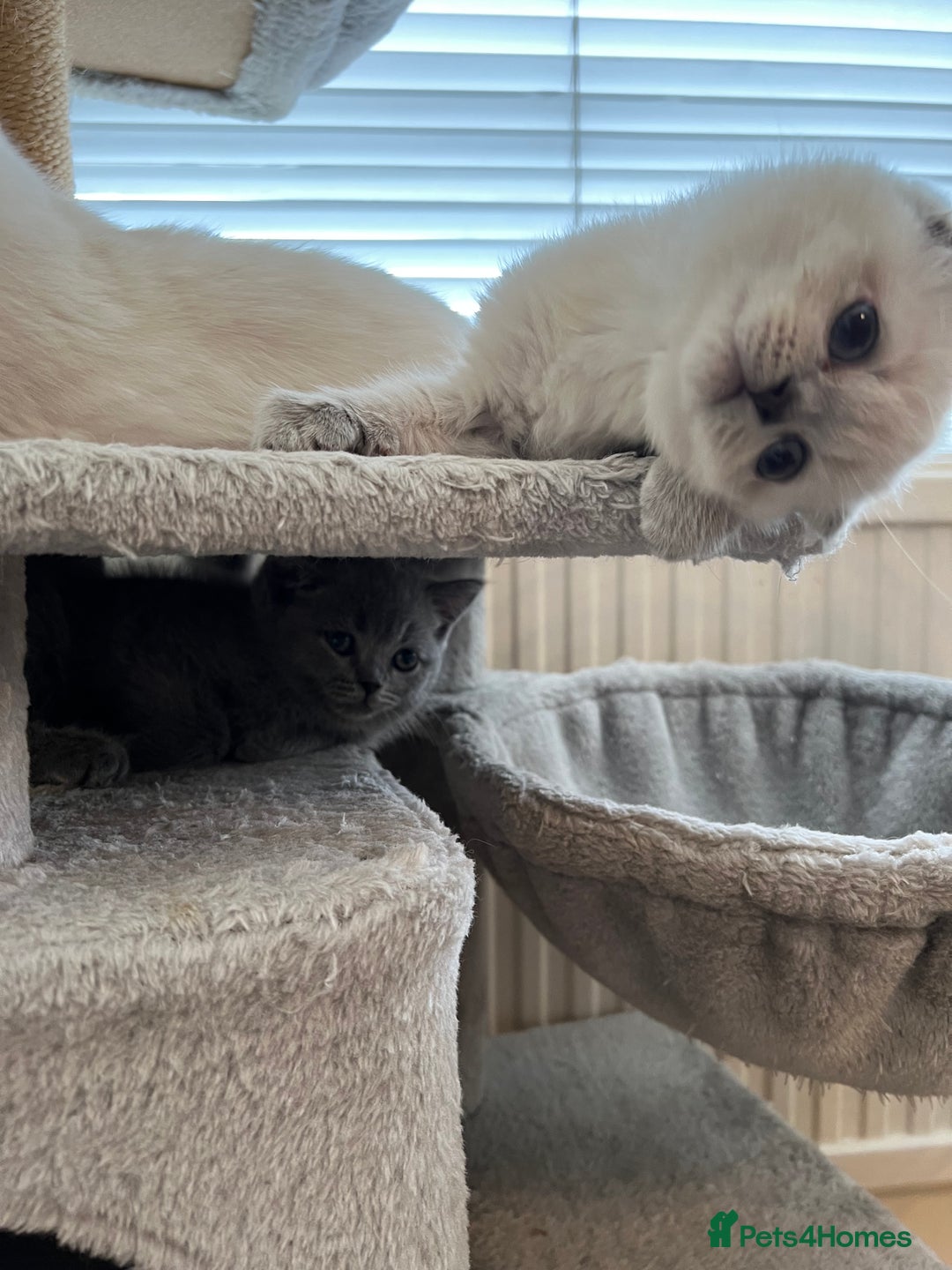 Scottish Fold cats for sale: Kittens for sale  - Image 12