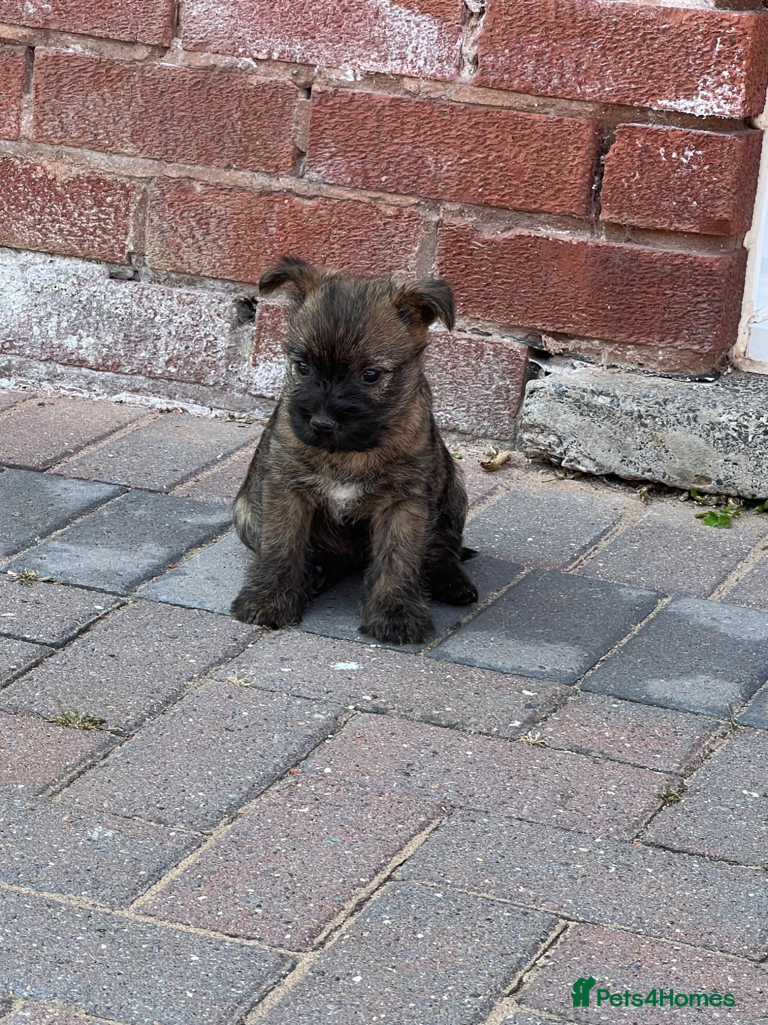 Cairn Terrier dogs Cairn terrier puppy’s  - Advert 2