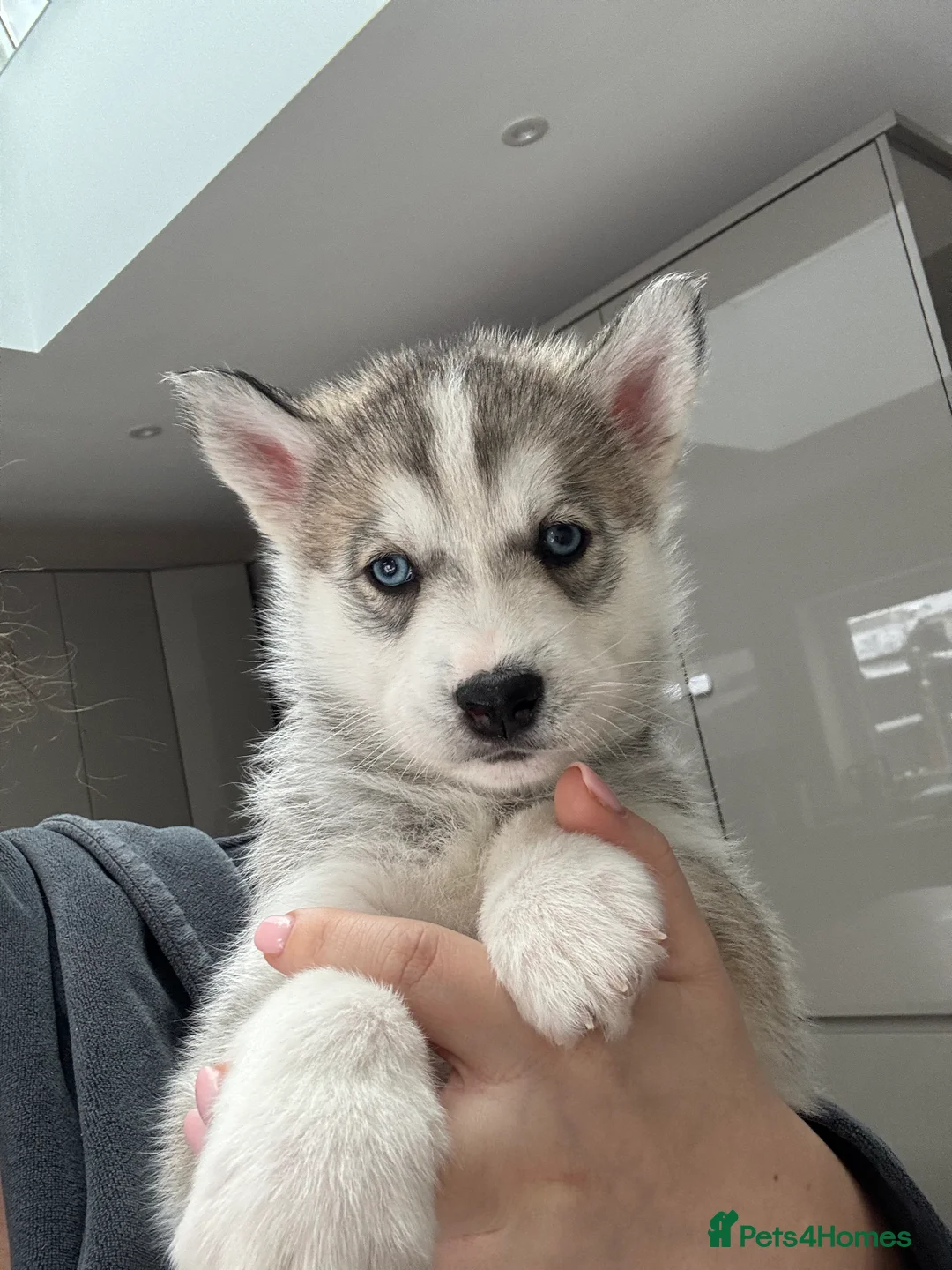 Siberian Husky dogs for sale: 1 KC REG SIBERIAN PUP LEFT (BOY)READY NOW - Advert 18