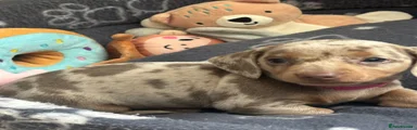 Piper