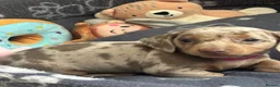 Miniature Dachshund dogs for sale: ✨2 miniature dachshund puppies READY TO LEAVE✨ - Advert 27