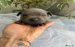 Staffordshire Bull Terrier dogs for sale: 🔷 Pharaon Champion Line Pups 🔷 in Wolverhampton - Image 24
