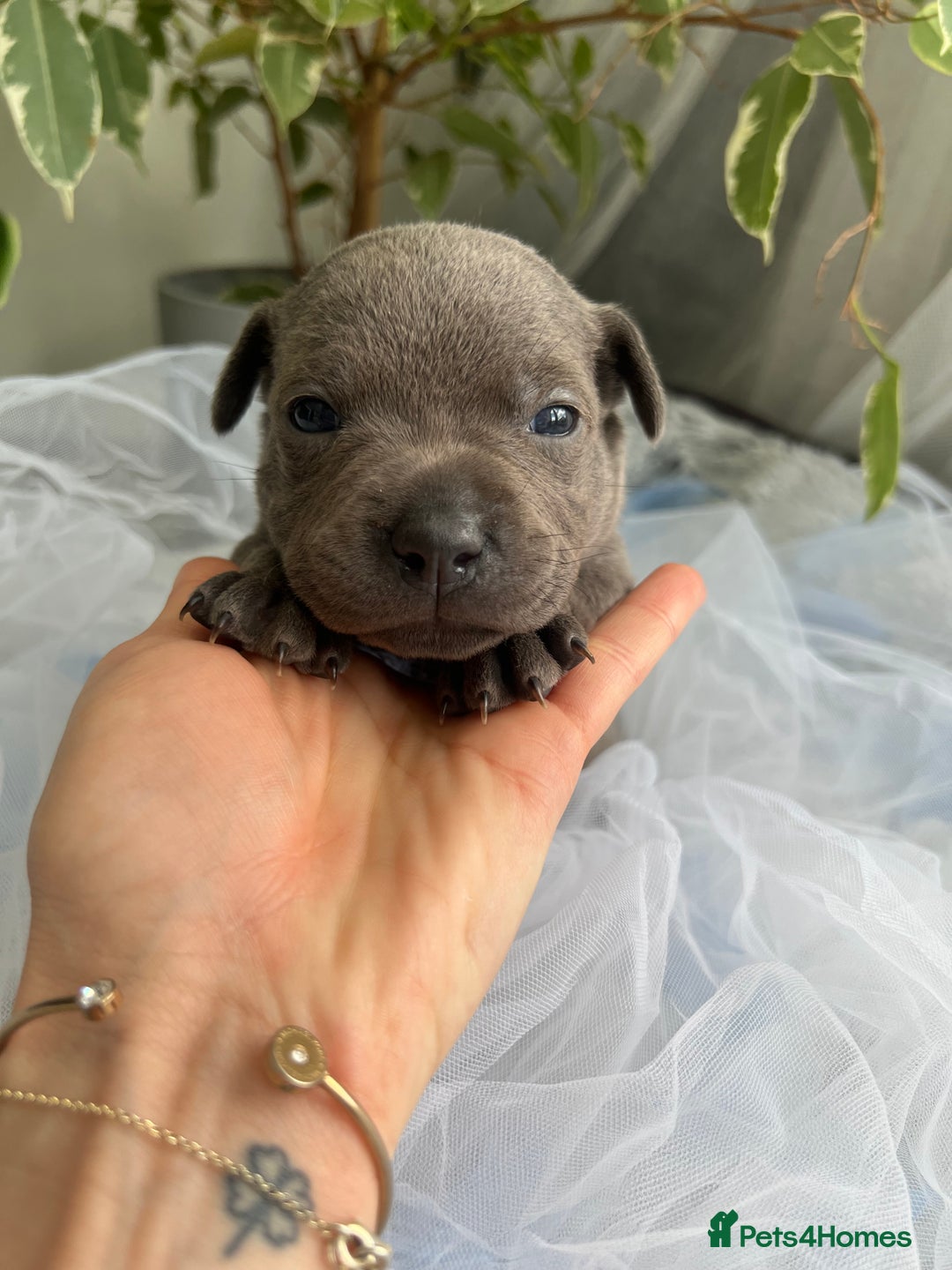 Staffordshire Bull Terrier dogs for sale: 🔷 Pharaon Champion Line Pups 🔷 in Wolverhampton - Image 24
