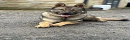 German Shepherd dogs for sale: Elite DDR German Shepherd - World-Class Pedigree  - Advert 32