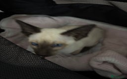 Siamese cats for sale: SIAMESE and ORIENTAL KITTENS - Image 10