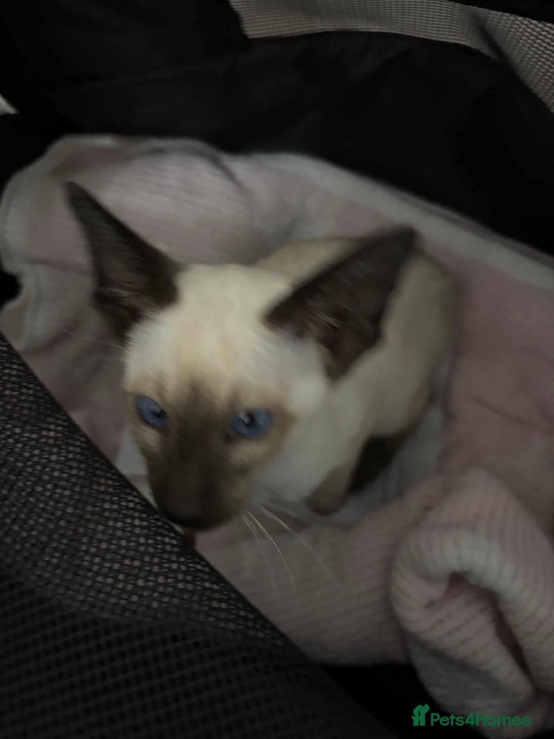 Siamese cats for sale: SIAMESE and ORIENTAL KITTENS - Image 10