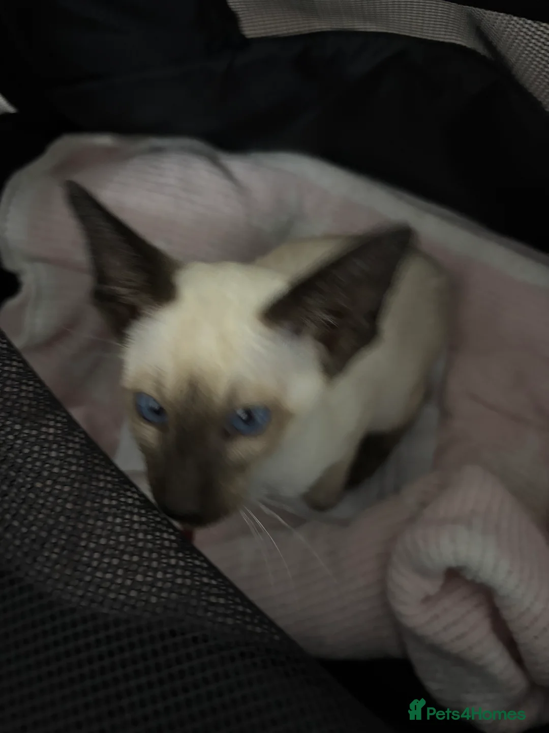 Siamese cats for sale: SIAMESE and ORIENTAL KITTENS - Advert 11